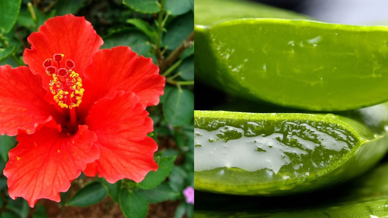 DIY Hair Mask for Healthy Hair: Make It at Home with Natural Ingredients